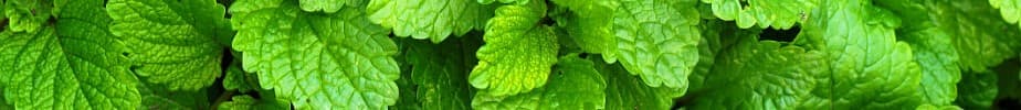 darman gostar herbal products